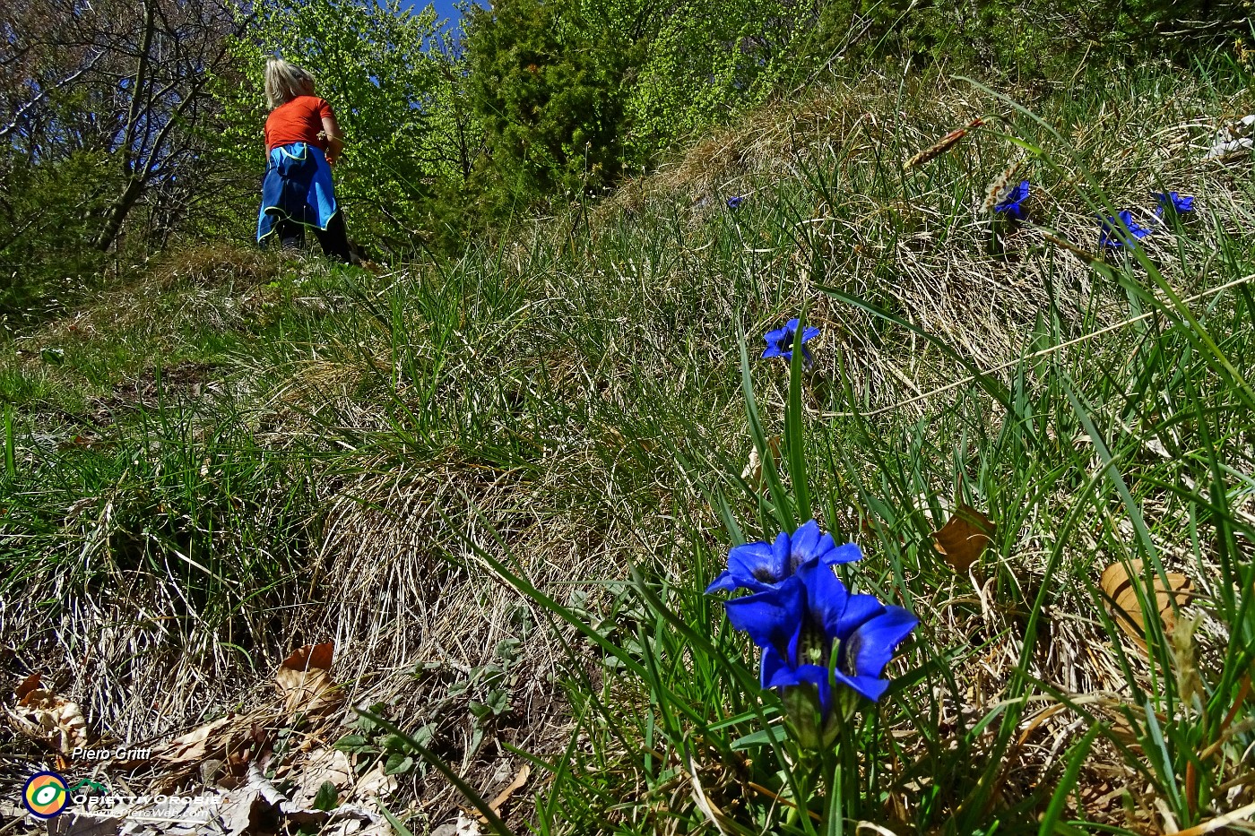 19 Genziana di Clusius (Gentiana Clusii).JPG -                                